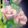 Mould King 10009 Wish Fulfilling Rose Rosen Blumenstrauß