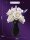 DK 3032 White Rose