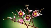 LEGO 11510 Magnolia Branches