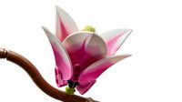 LEGO 11510 Magnolia Branches