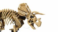 LEGO Jurassic World 77985 Dinosaurier-Fossilien: Triceratops